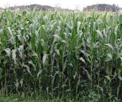 Corn plants