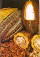 Fruta y semillas de cacao.