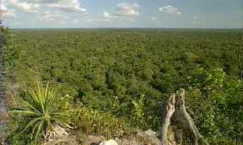 Una parte muy pequeña de la selva